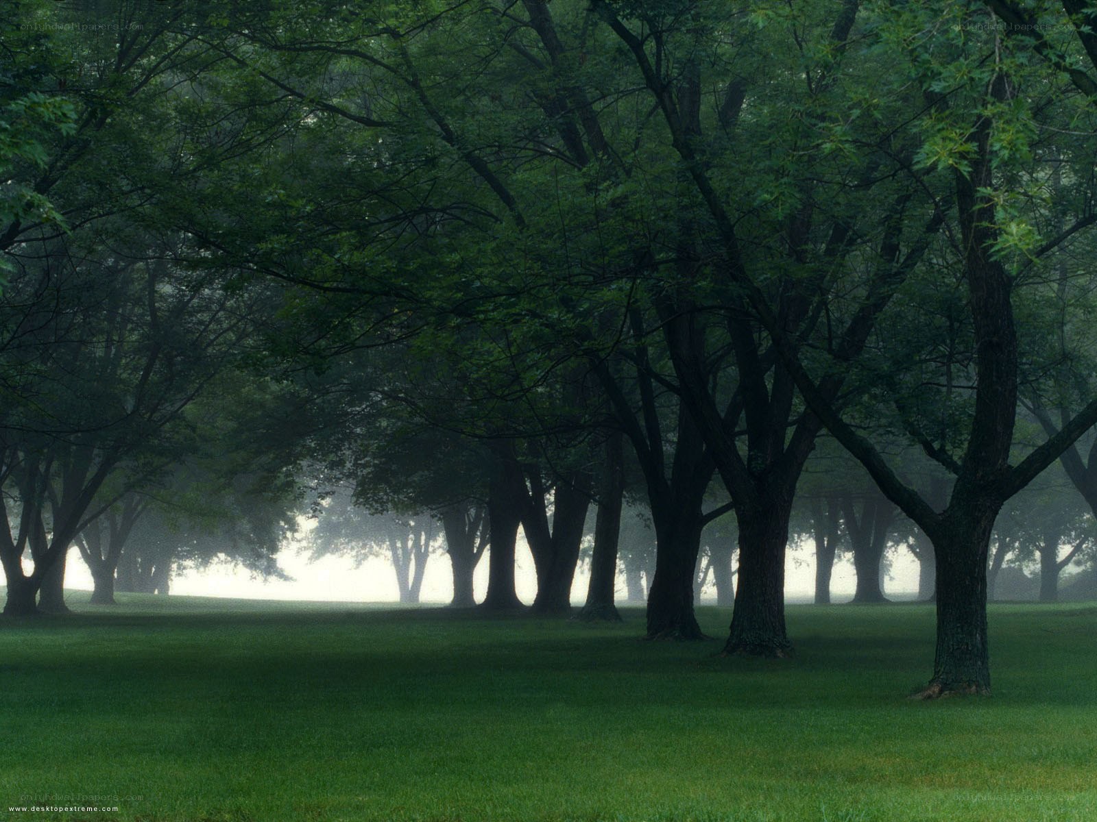 Misty forest at dawn