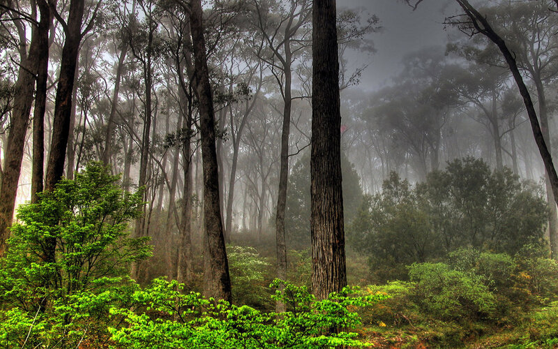 Misty forest at dawn
