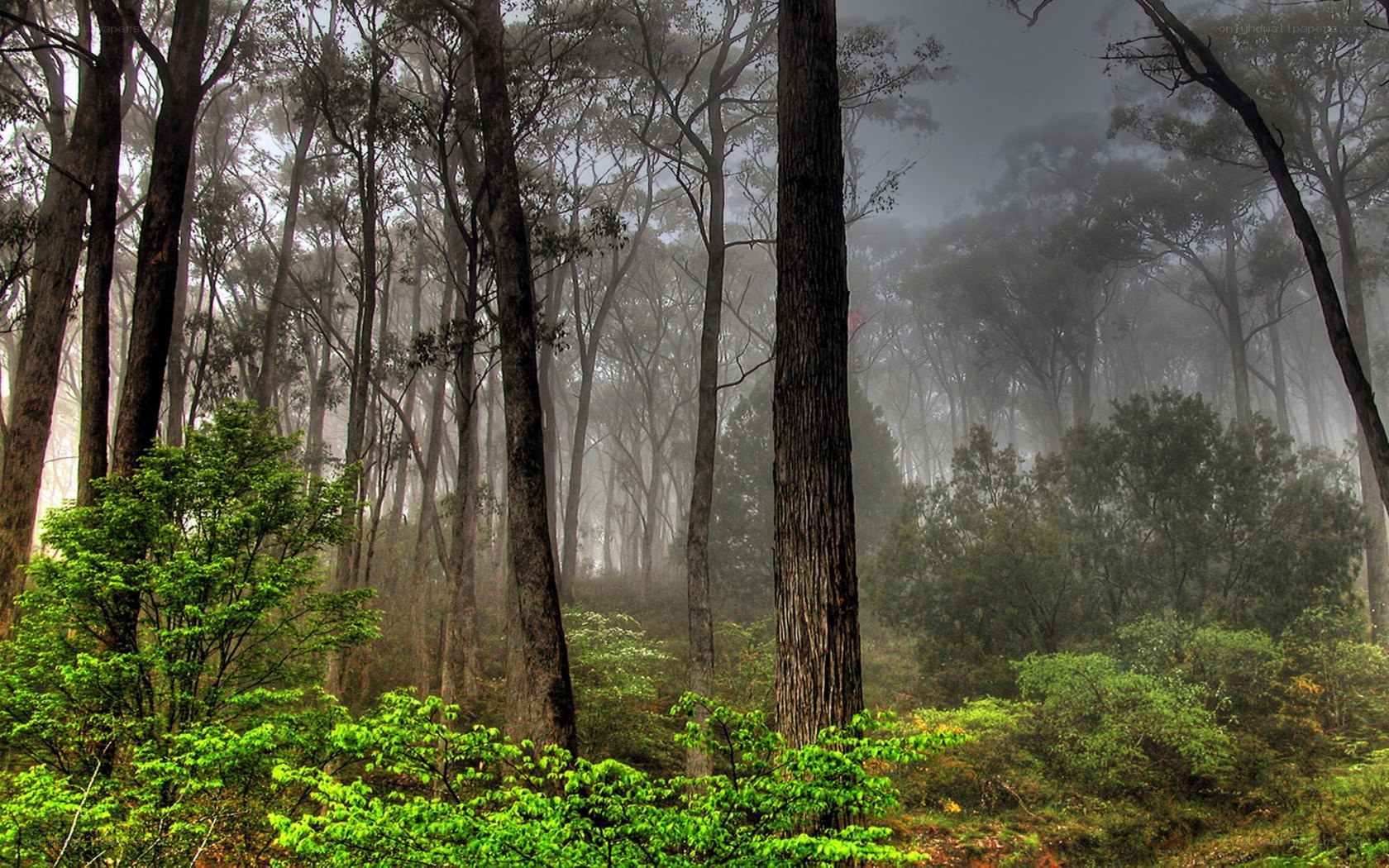 Misty forest at dawn