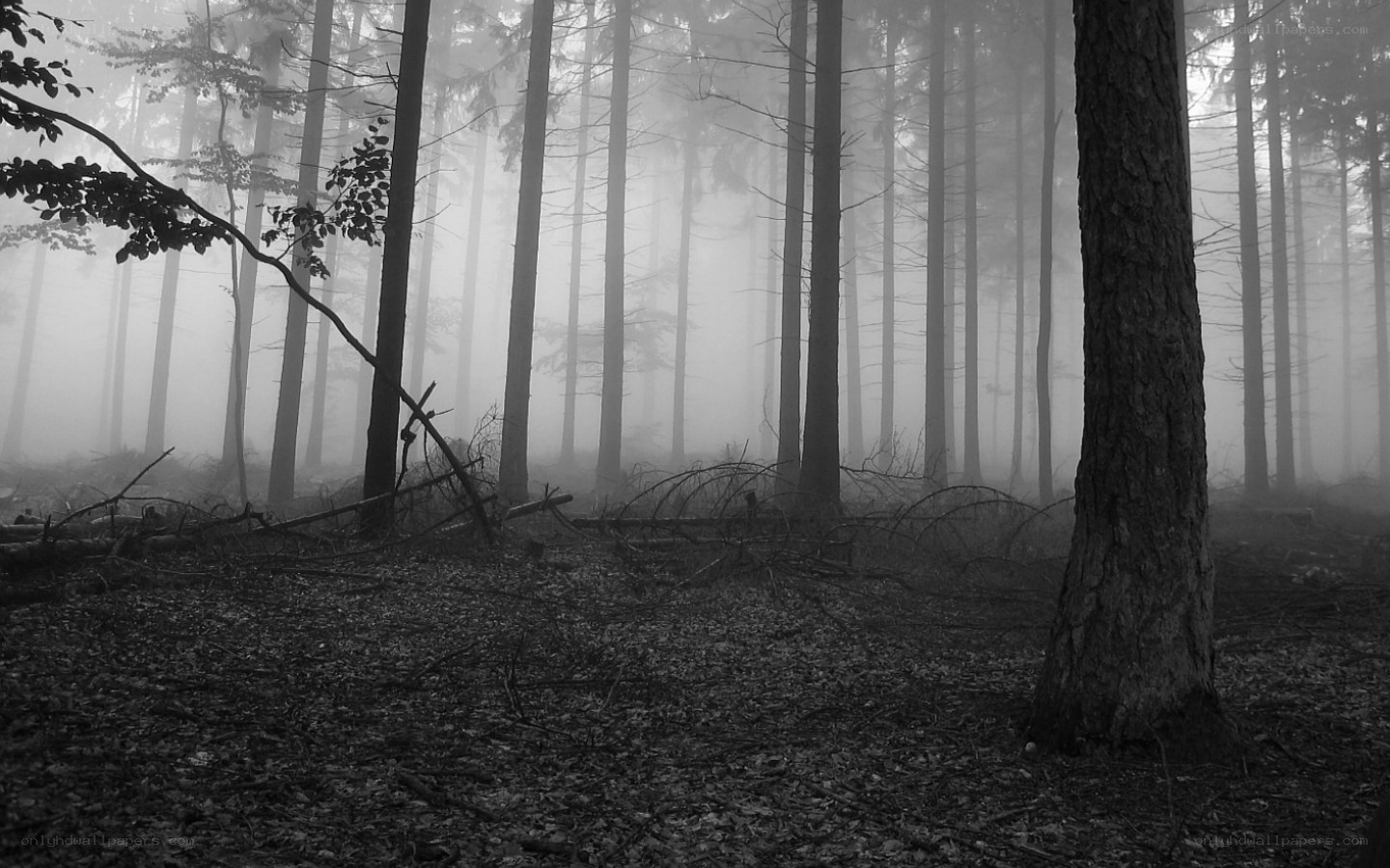Misty forest at dawn