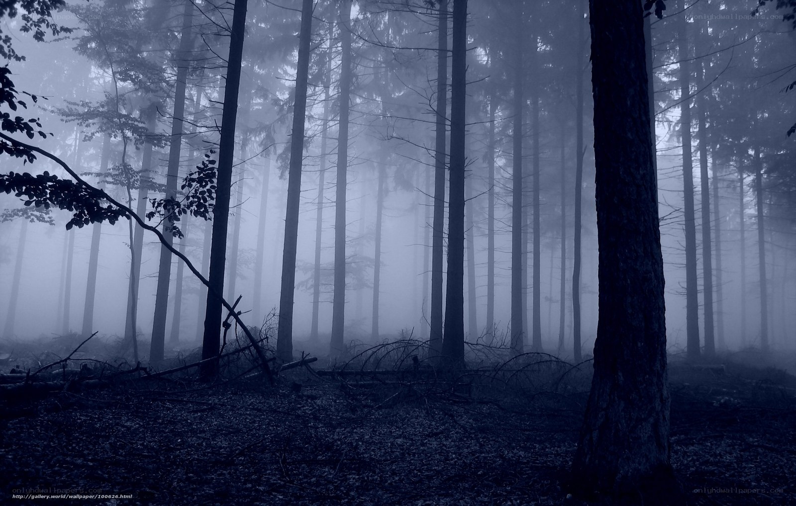 Misty forest at dawn