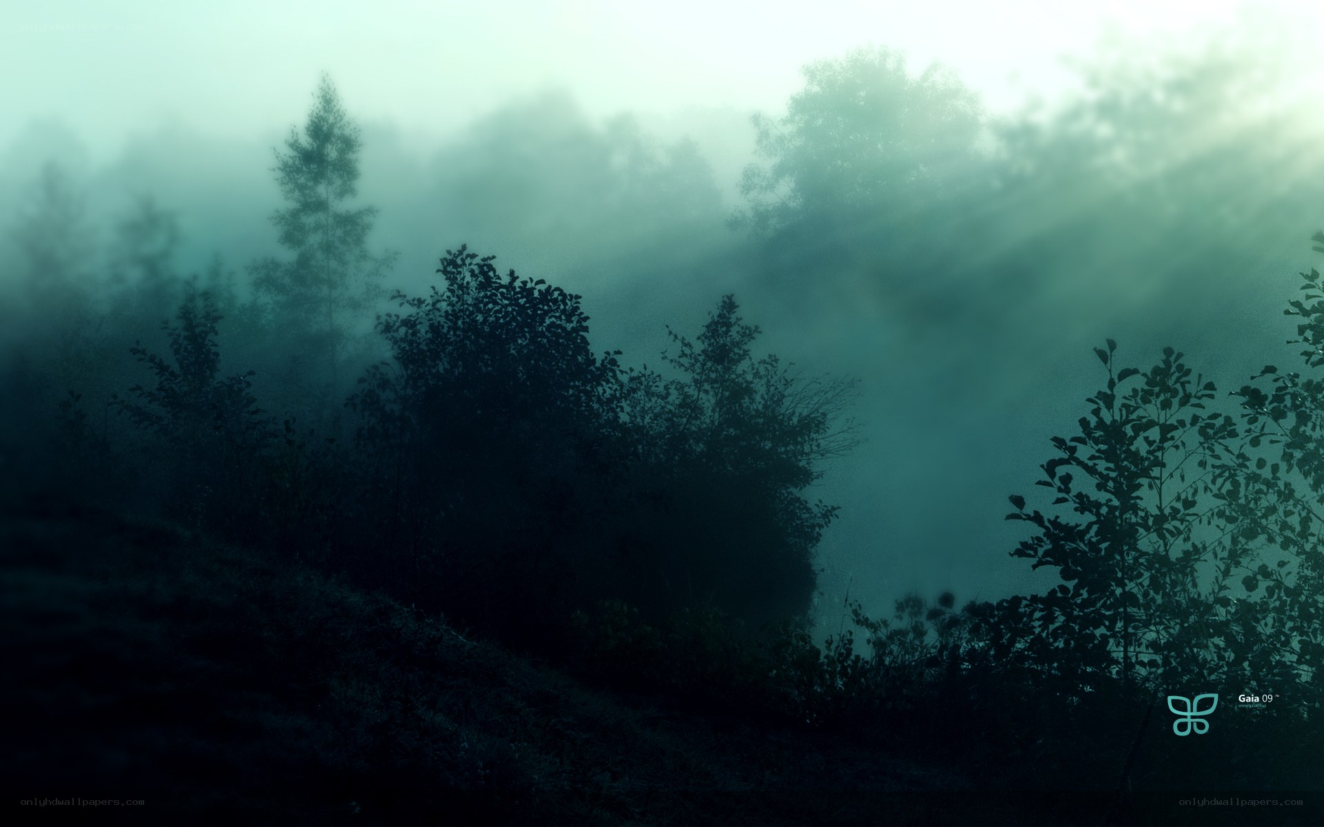 Misty forest at dawn