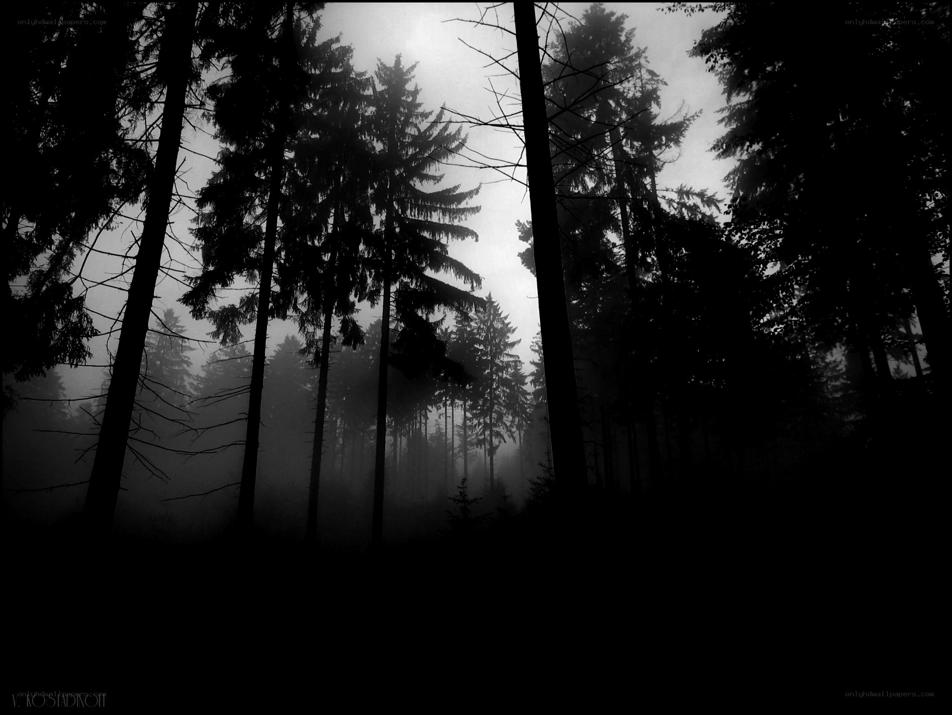 Misty forest at dawn