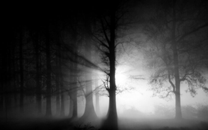 Misty forest at dawn