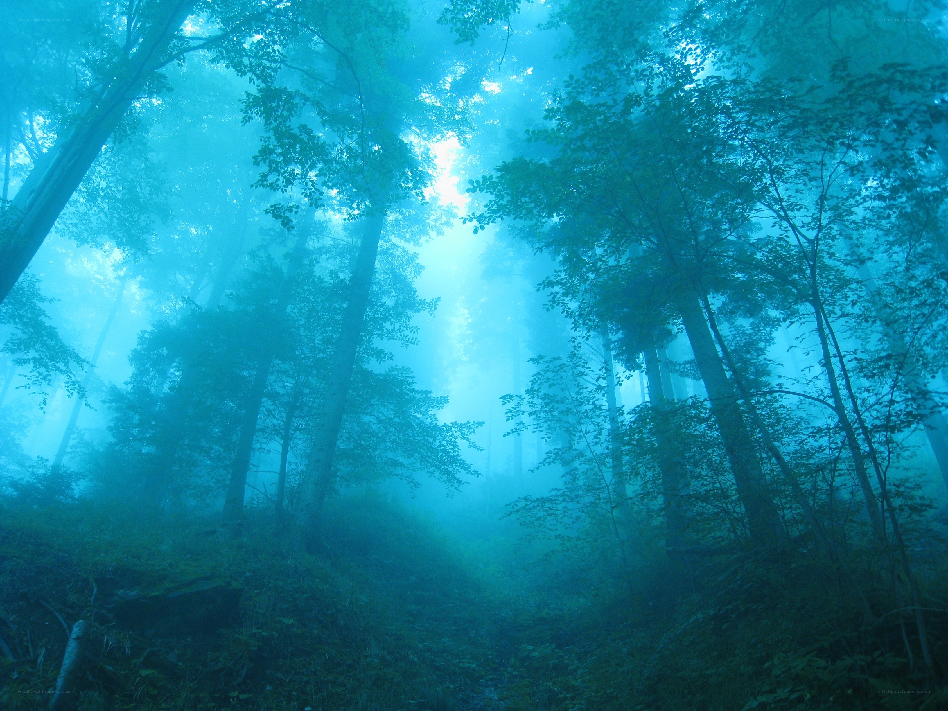 Misty forest at dawn