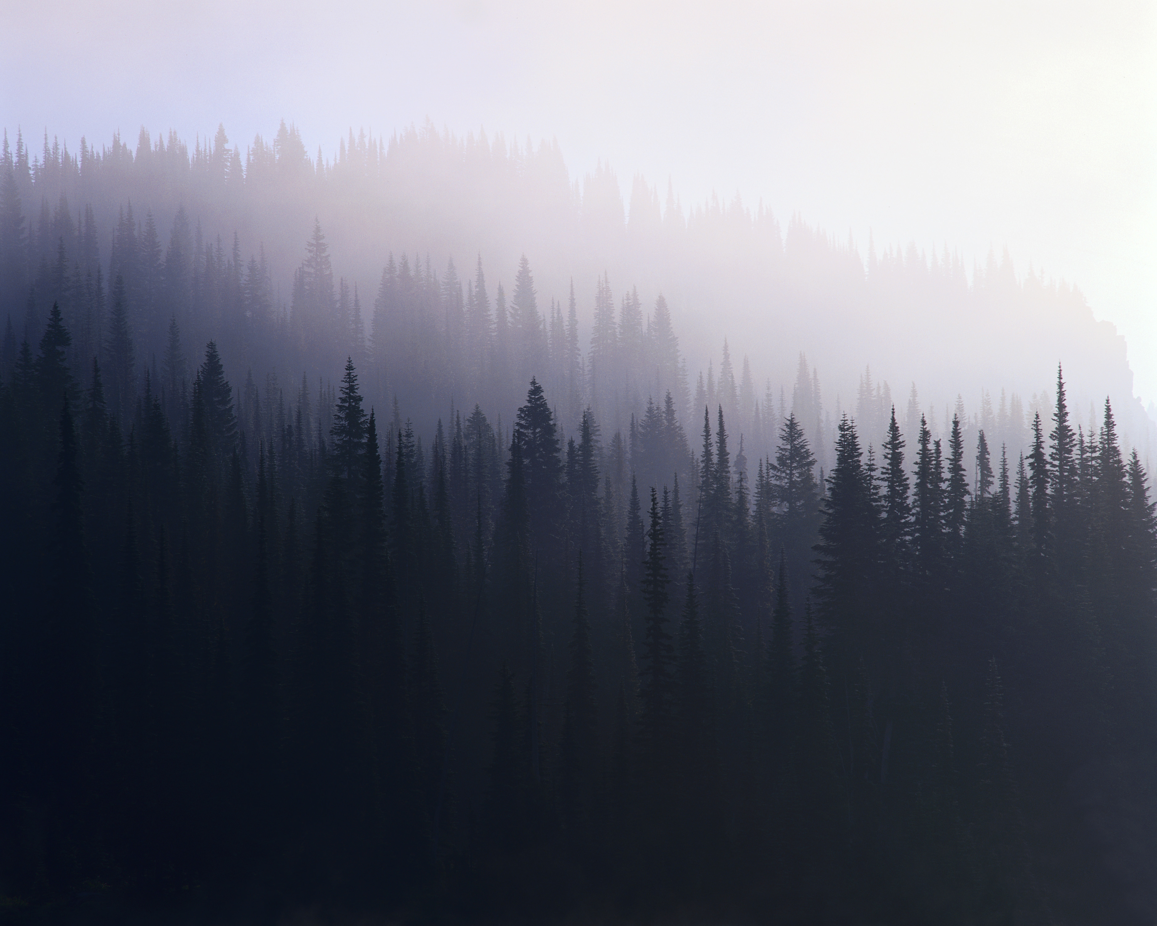 Misty forest at dawn