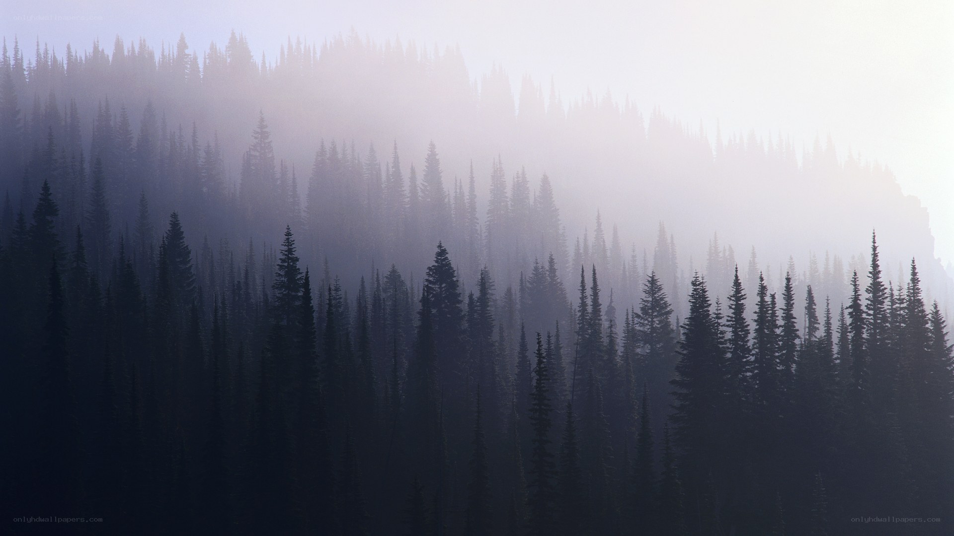 Misty forest at dawn