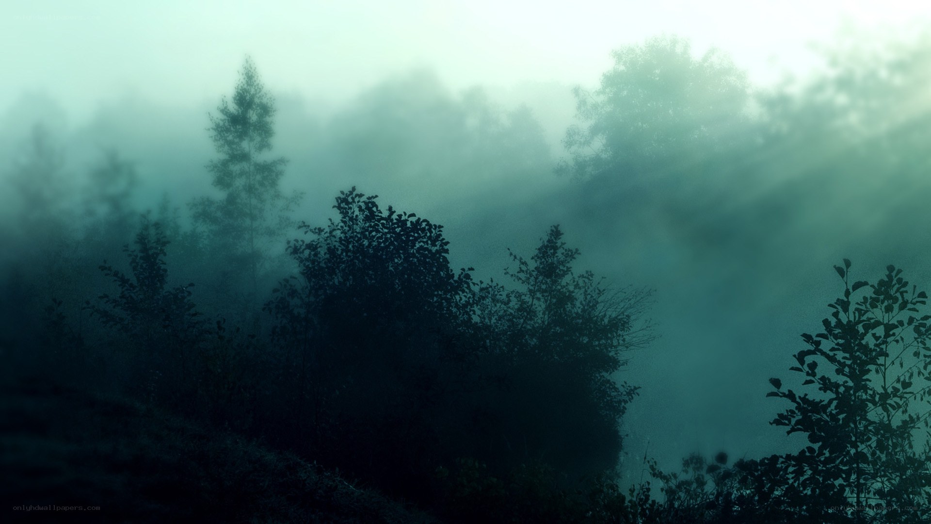 Misty forest at dawn