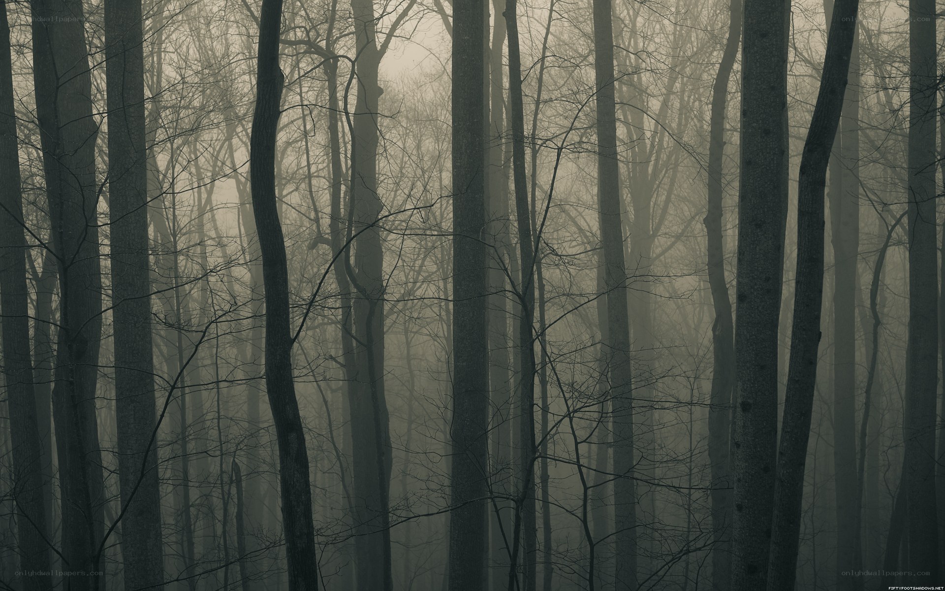 Misty forest at dawn