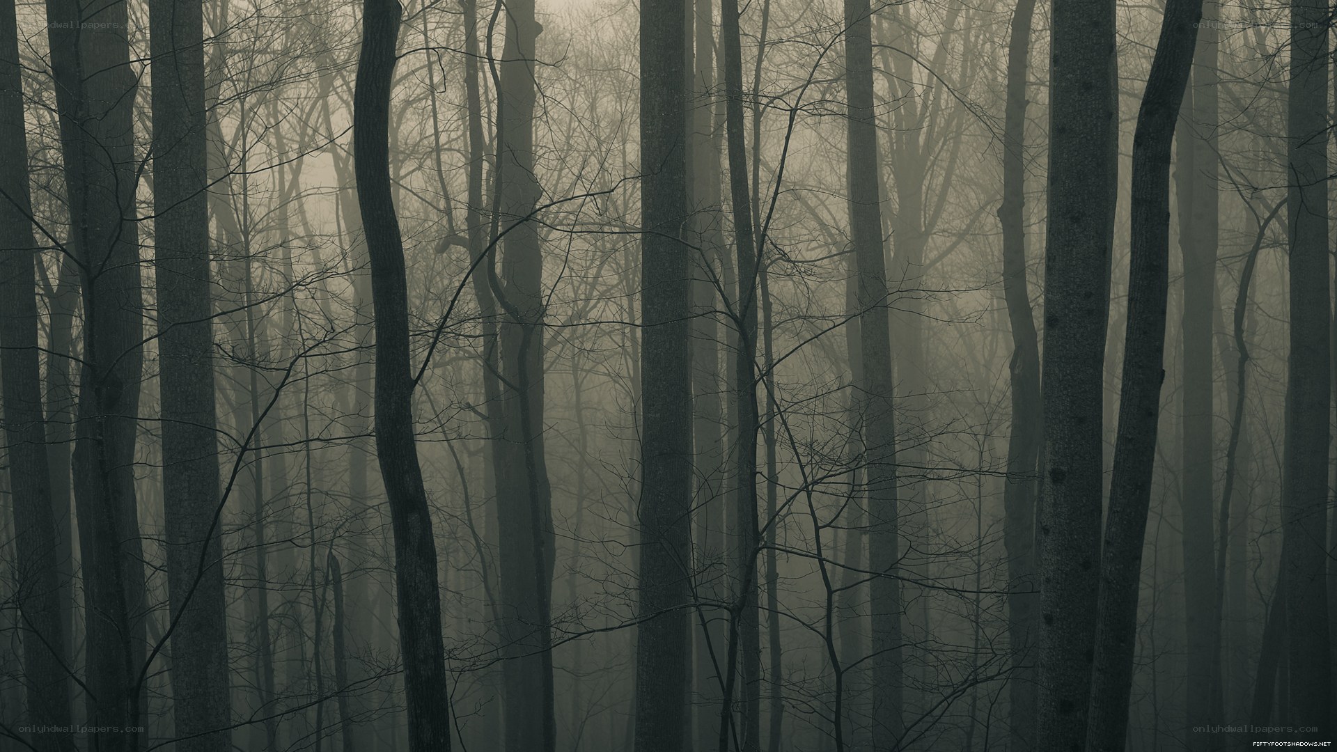 Misty forest at dawn