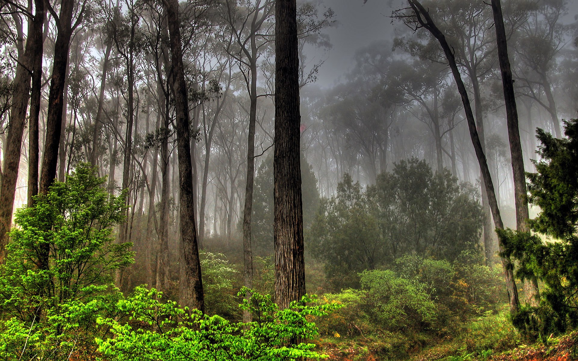 Misty forest at dawn