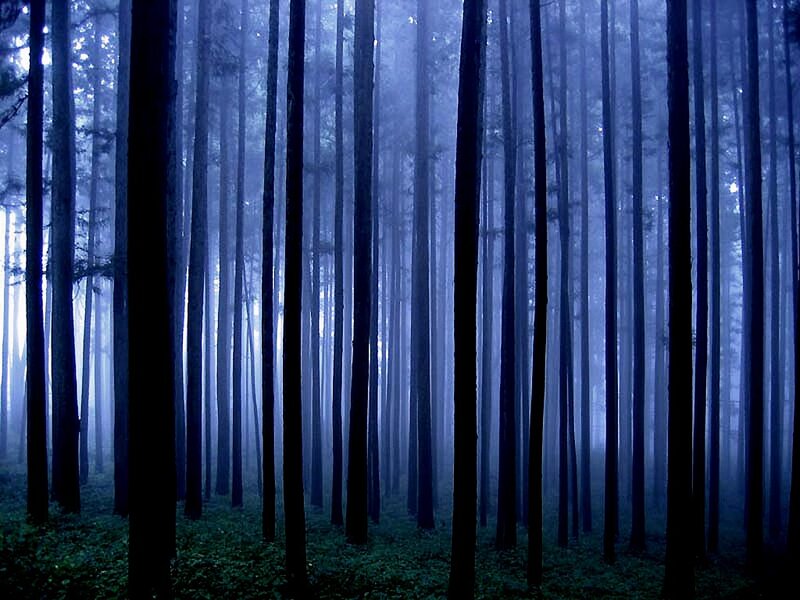 Misty forest at dawn