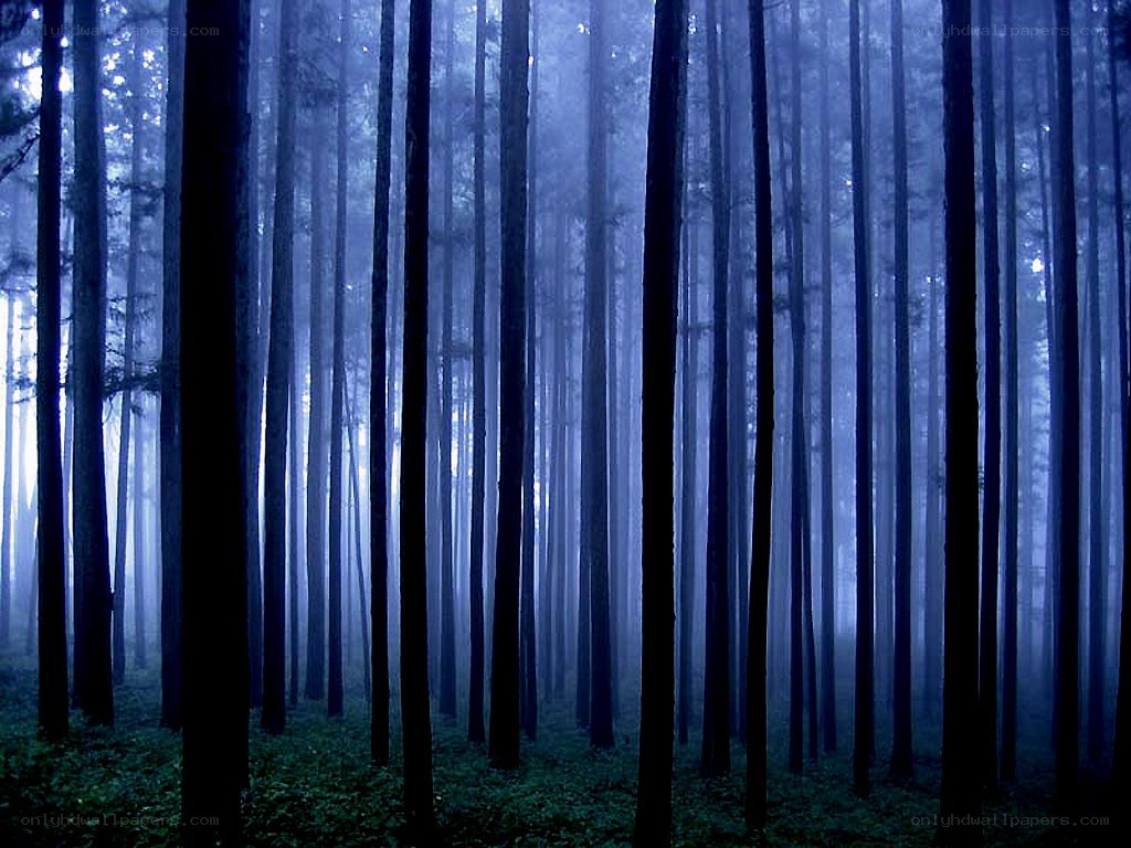 Misty forest at dawn