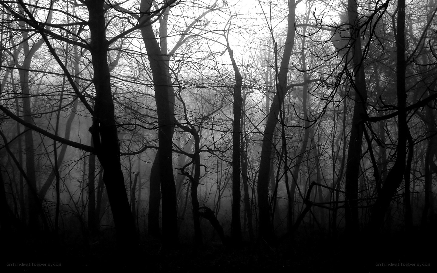 Misty forest at dawn