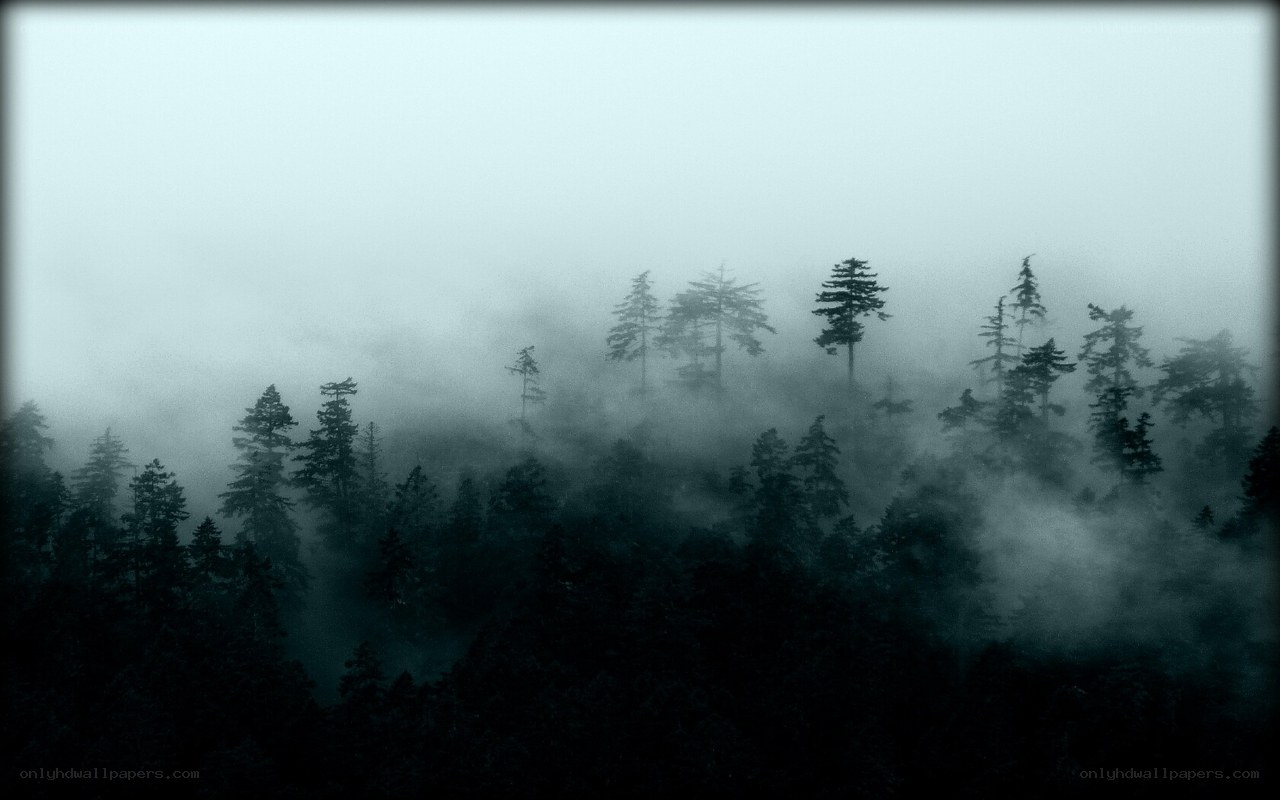 Misty forest at dawn