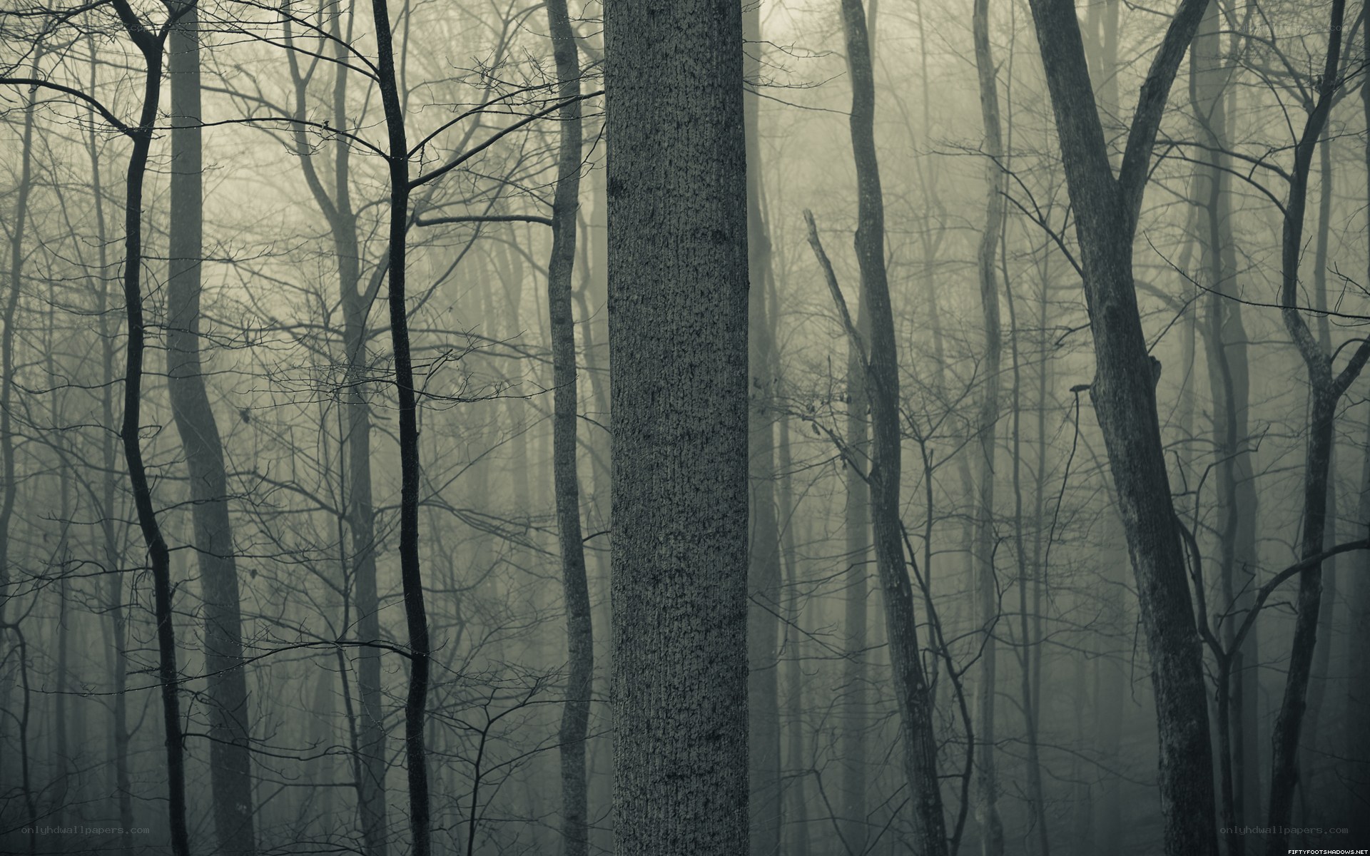 Misty forest at dawn