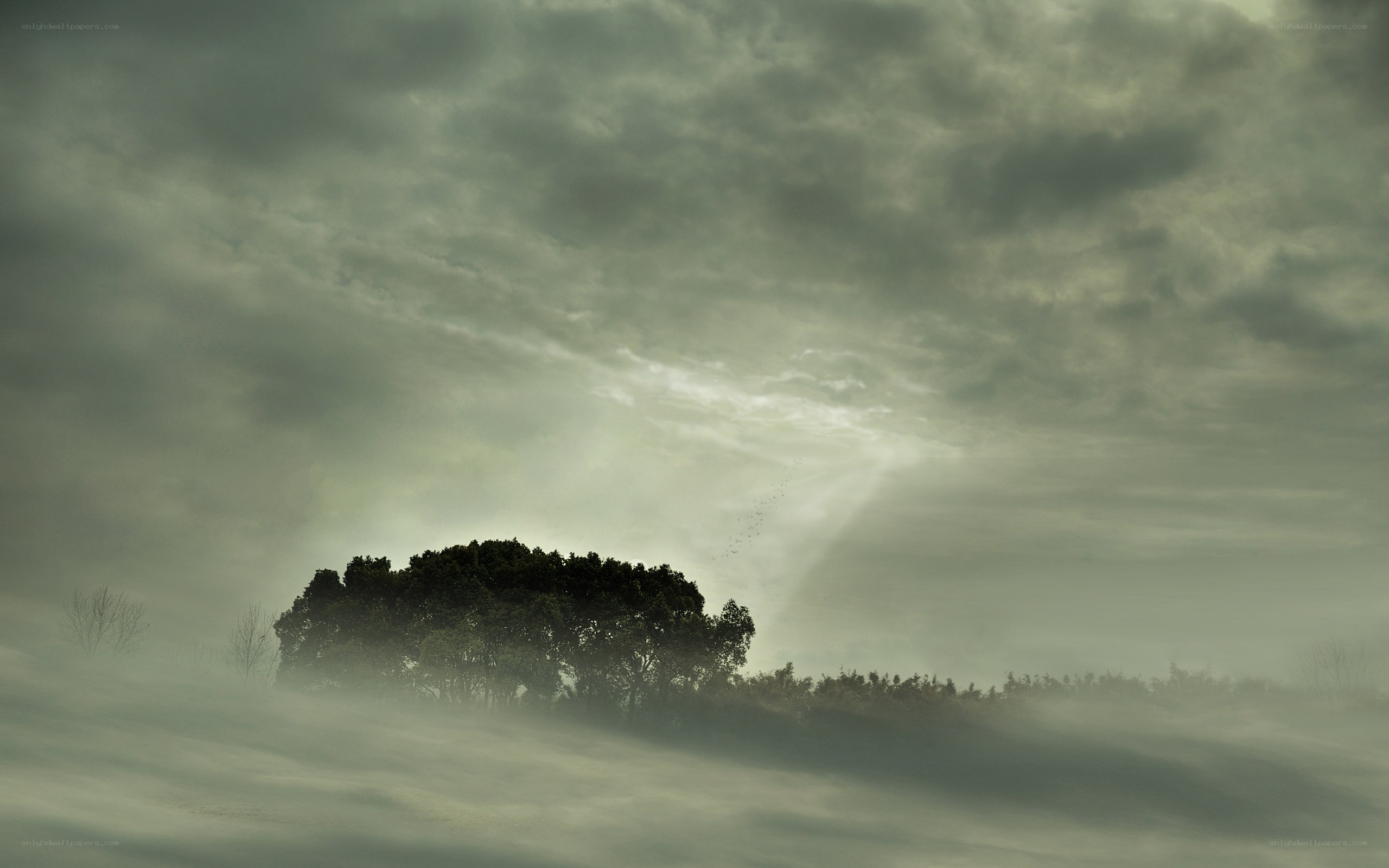 Misty forest at dawn