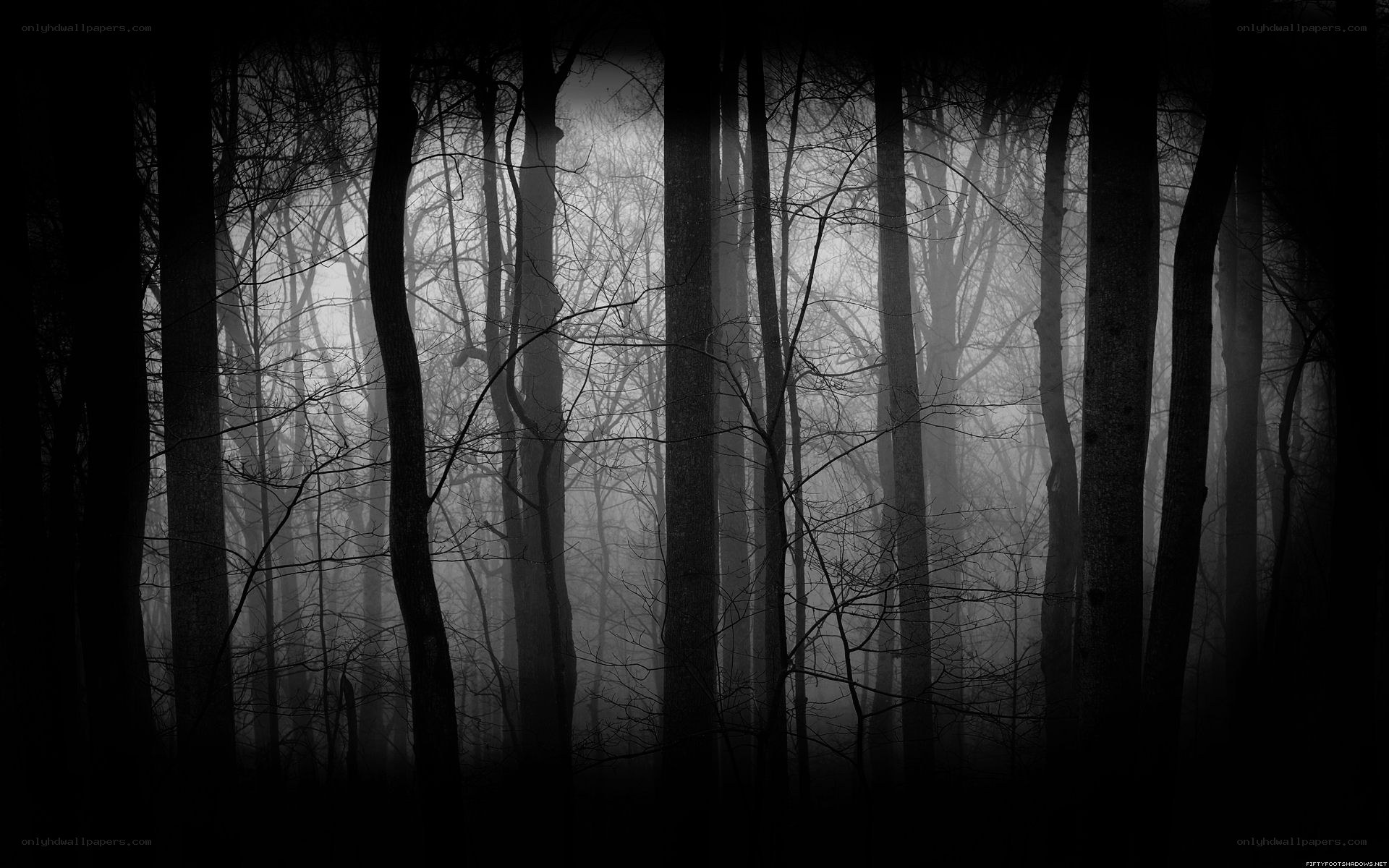 Misty forest at dawn