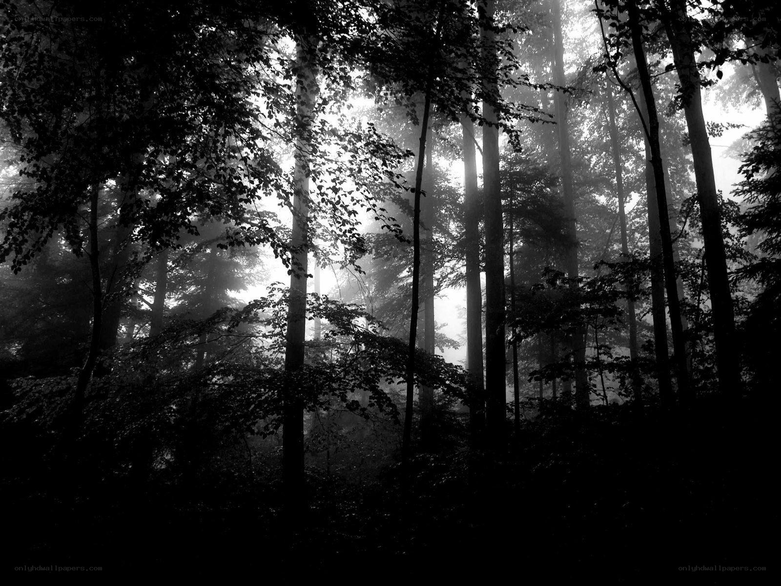 Misty forest at dawn