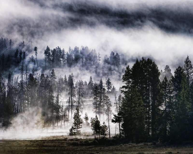 Misty forest at dawn