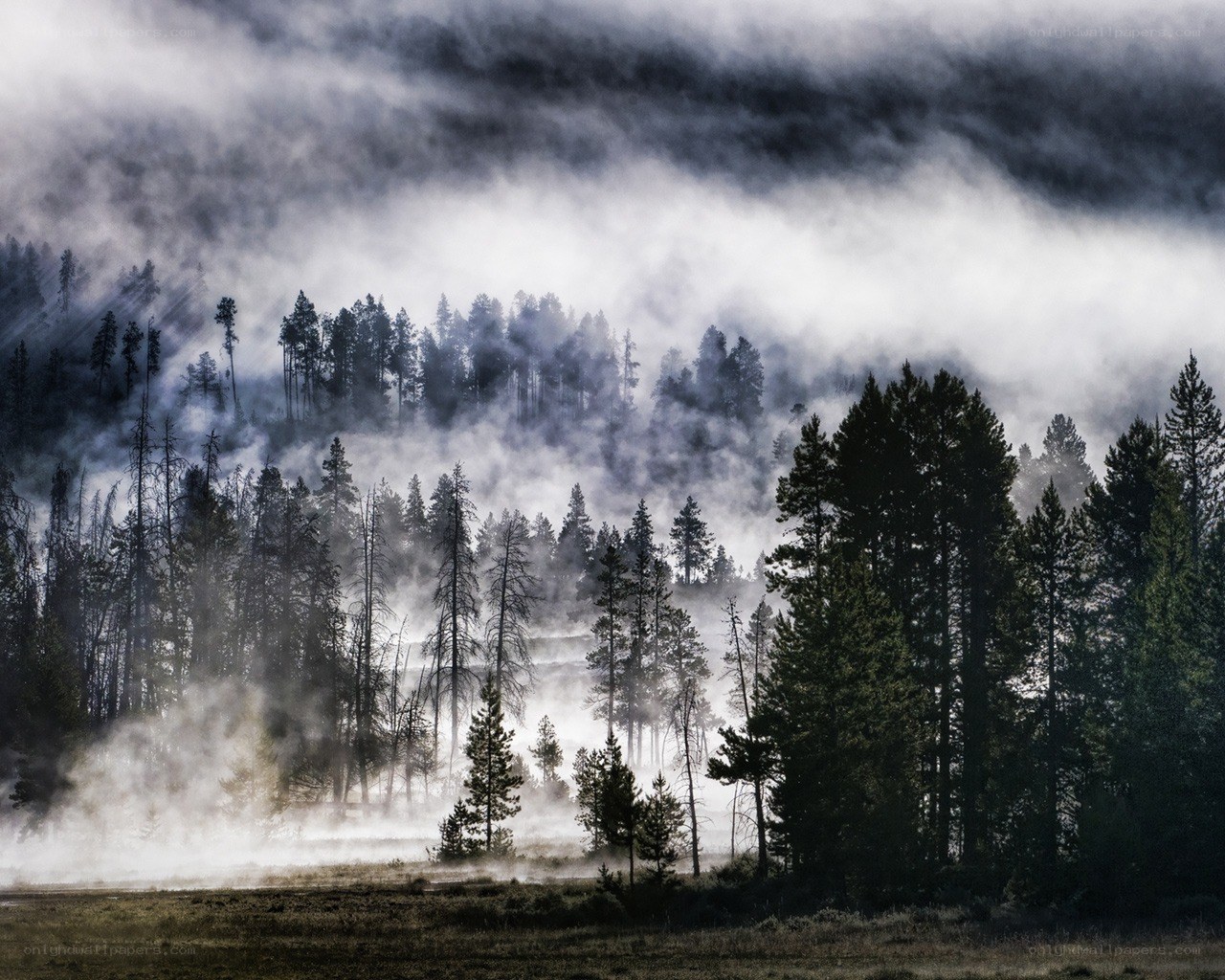 Misty forest at dawn