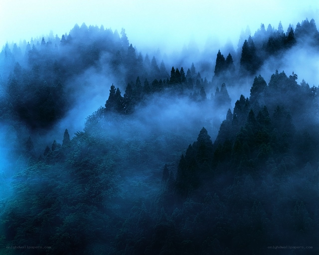 Misty forest at dawn