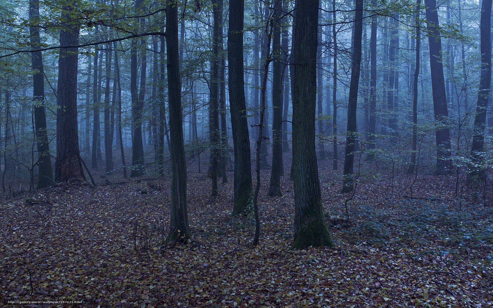 Misty forest at dawn