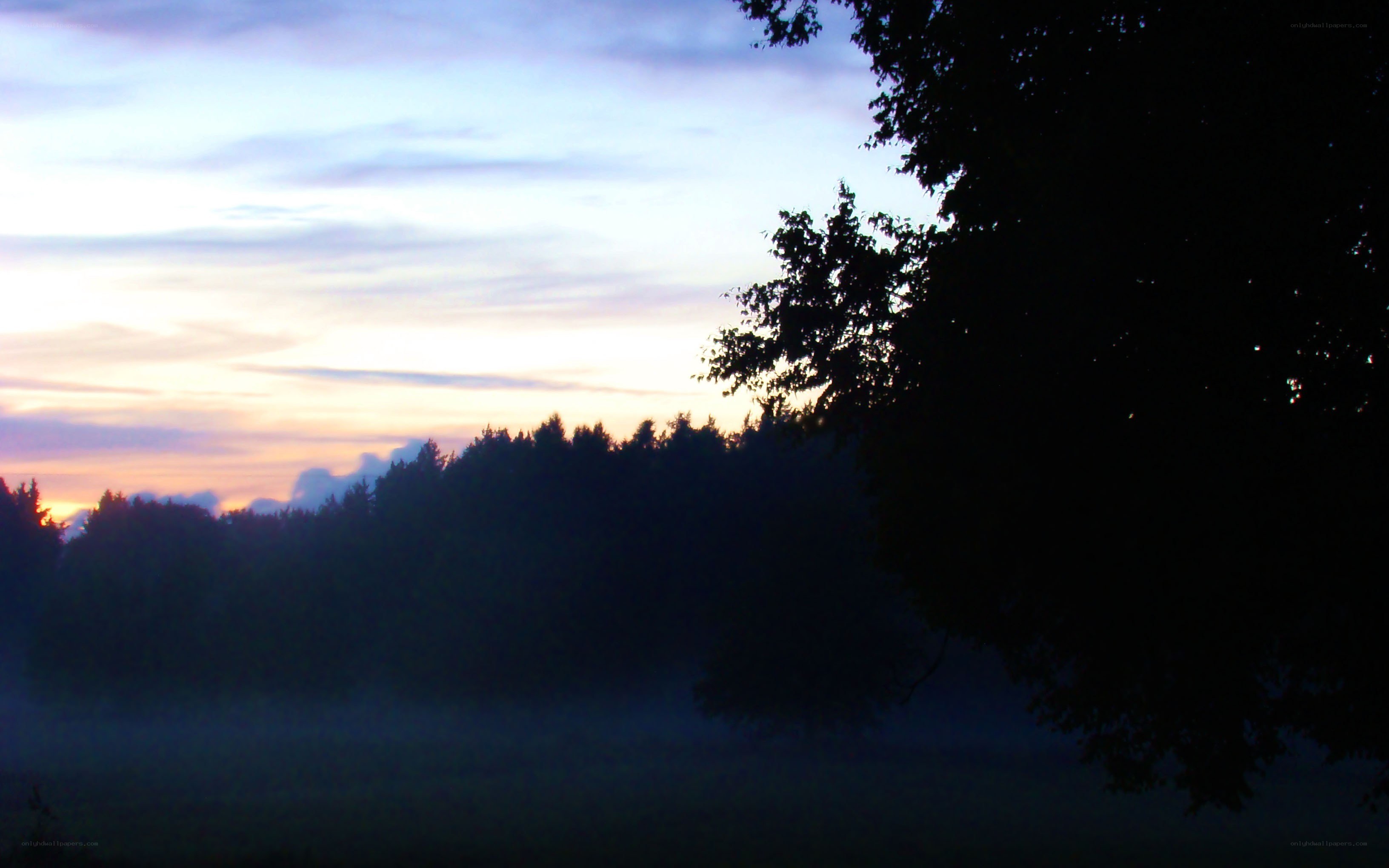Misty forest at dawn