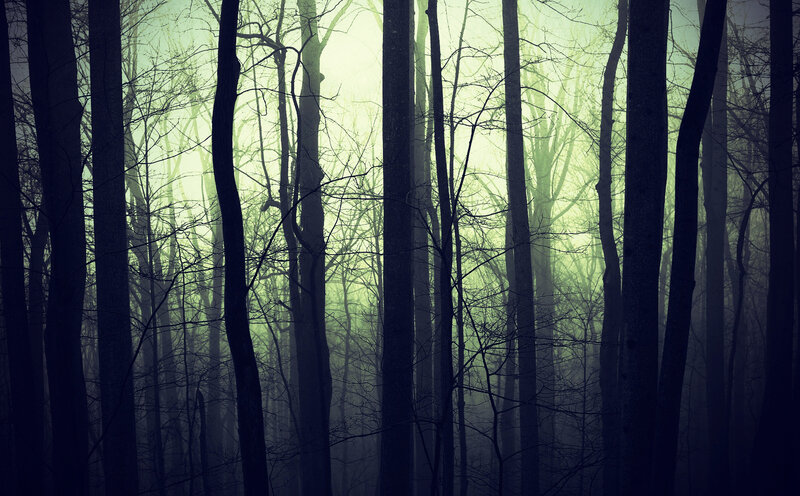 Misty forest at dawn