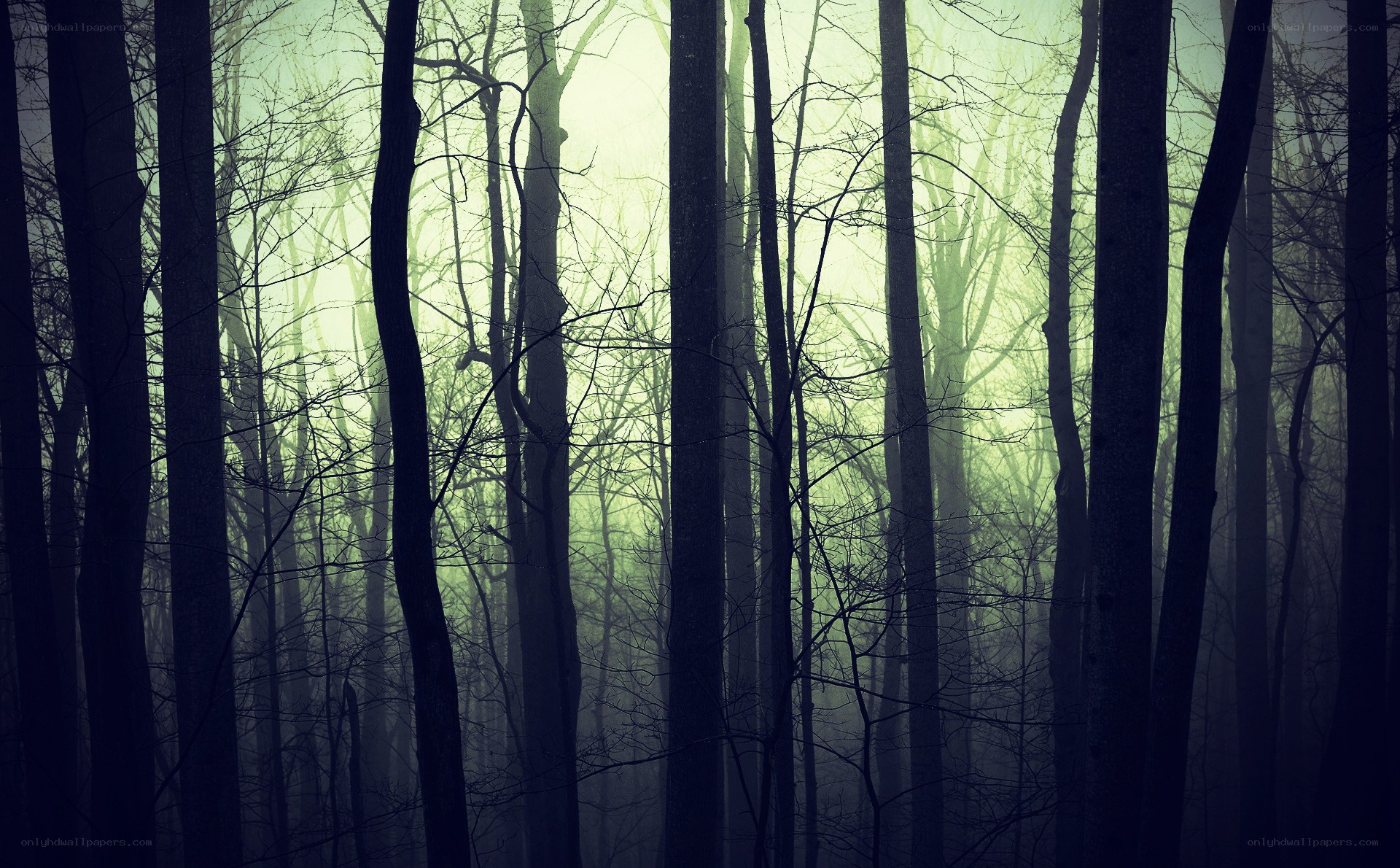 Misty forest at dawn