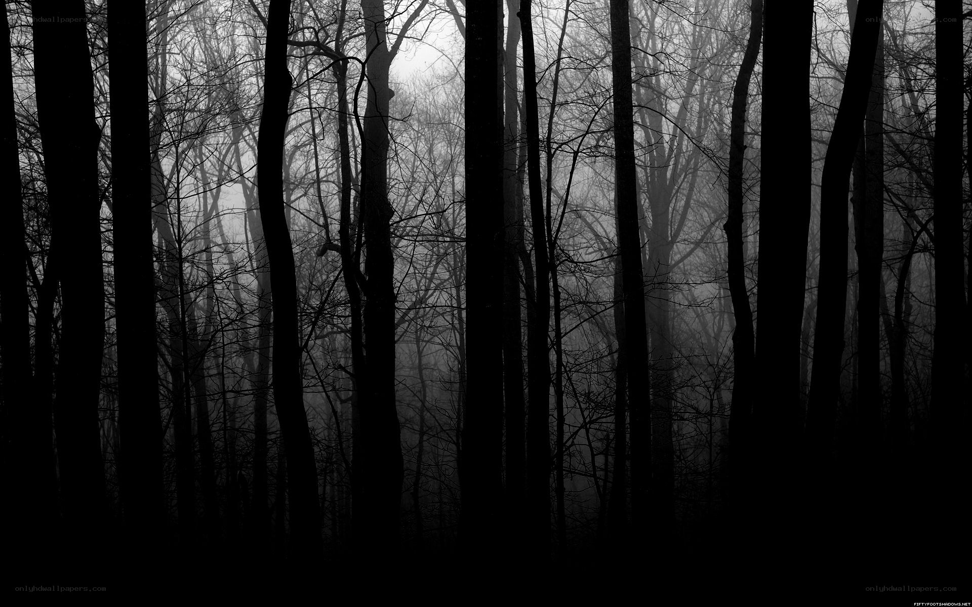 Misty forest at dawn