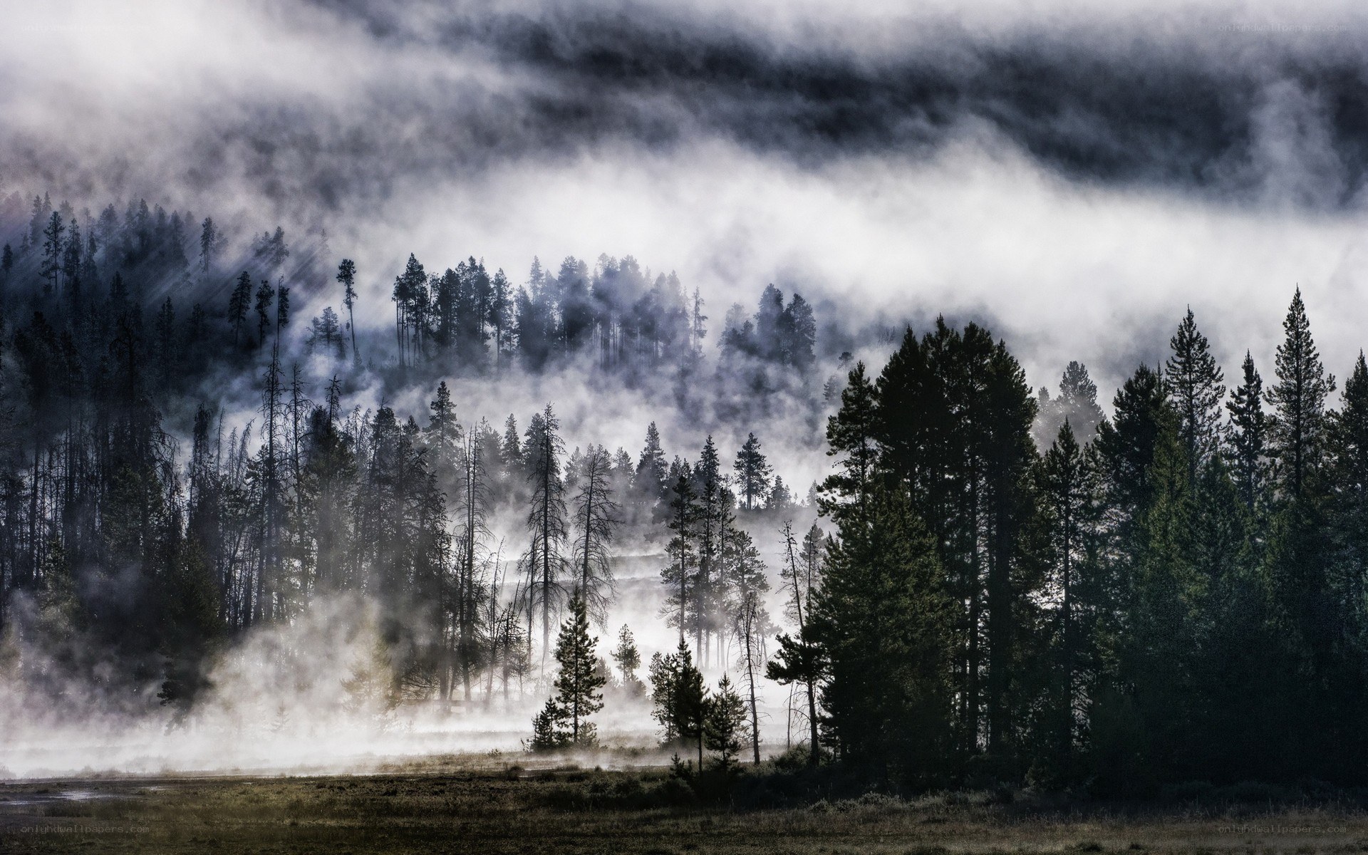 Misty forest at dawn