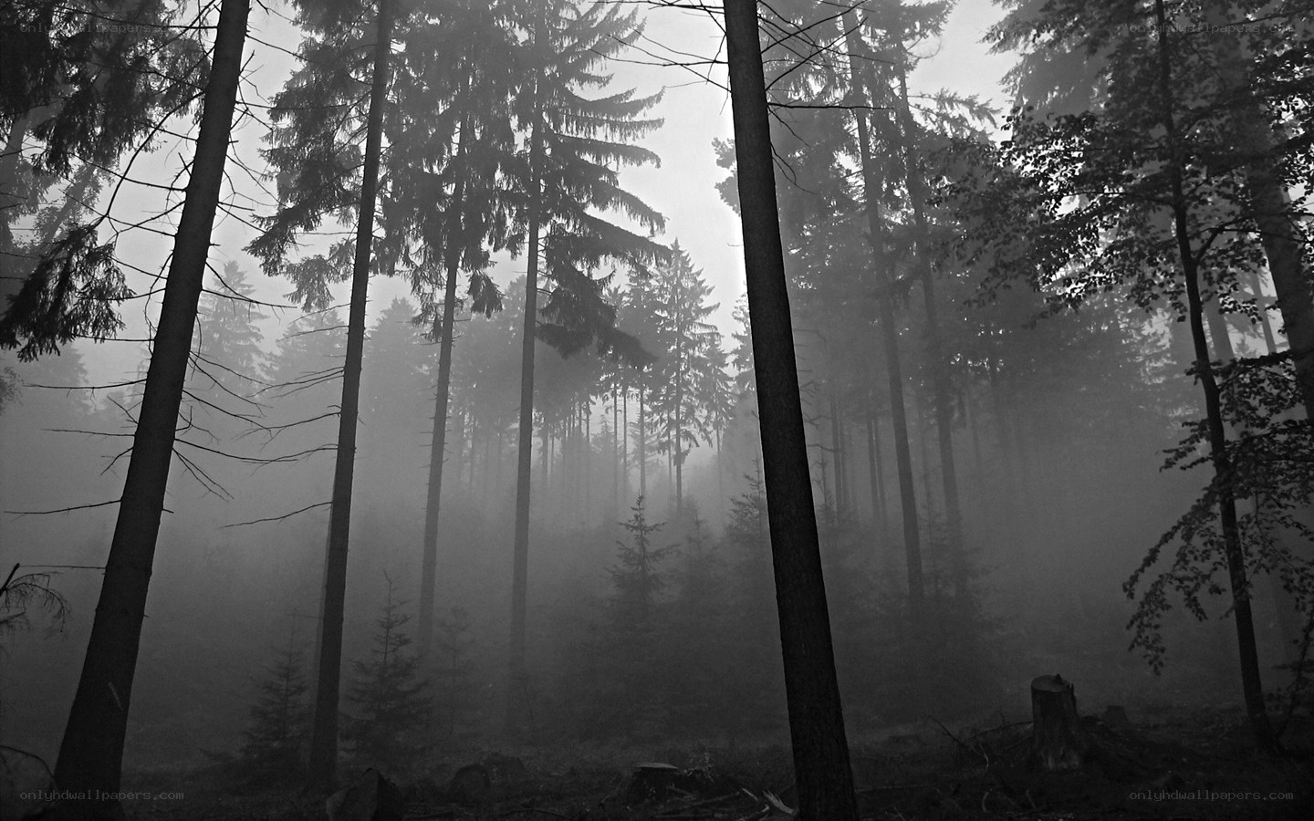 Misty forest at dawn