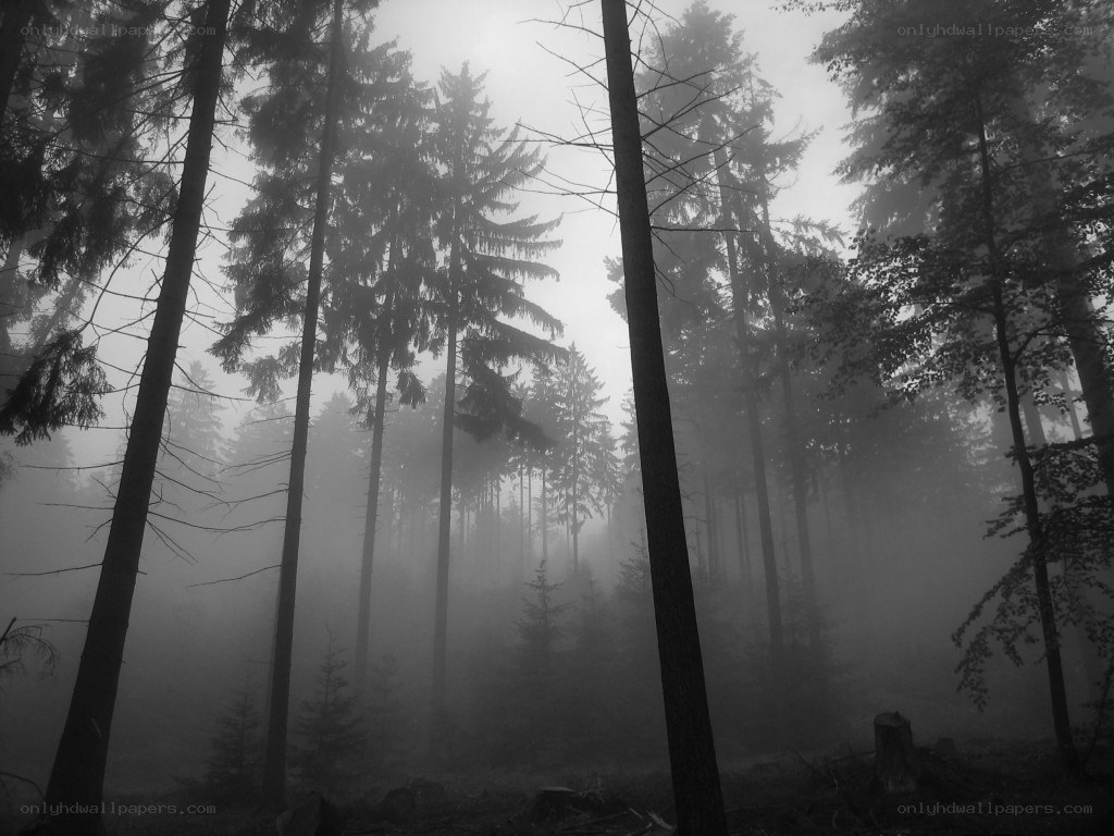 Misty forest at dawn