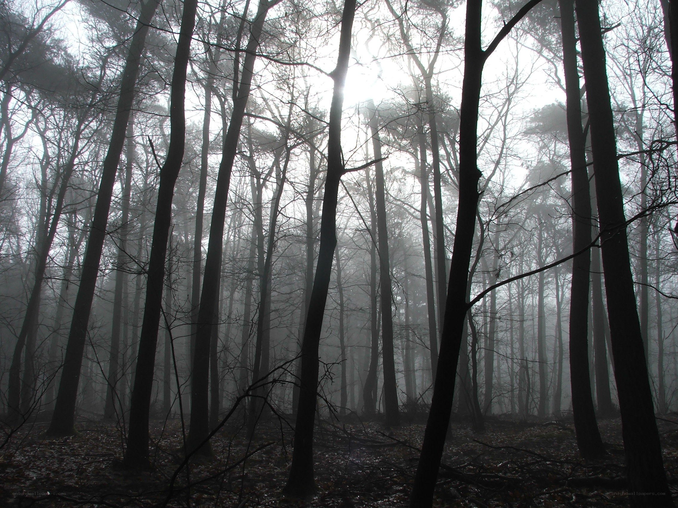 Misty forest at dawn