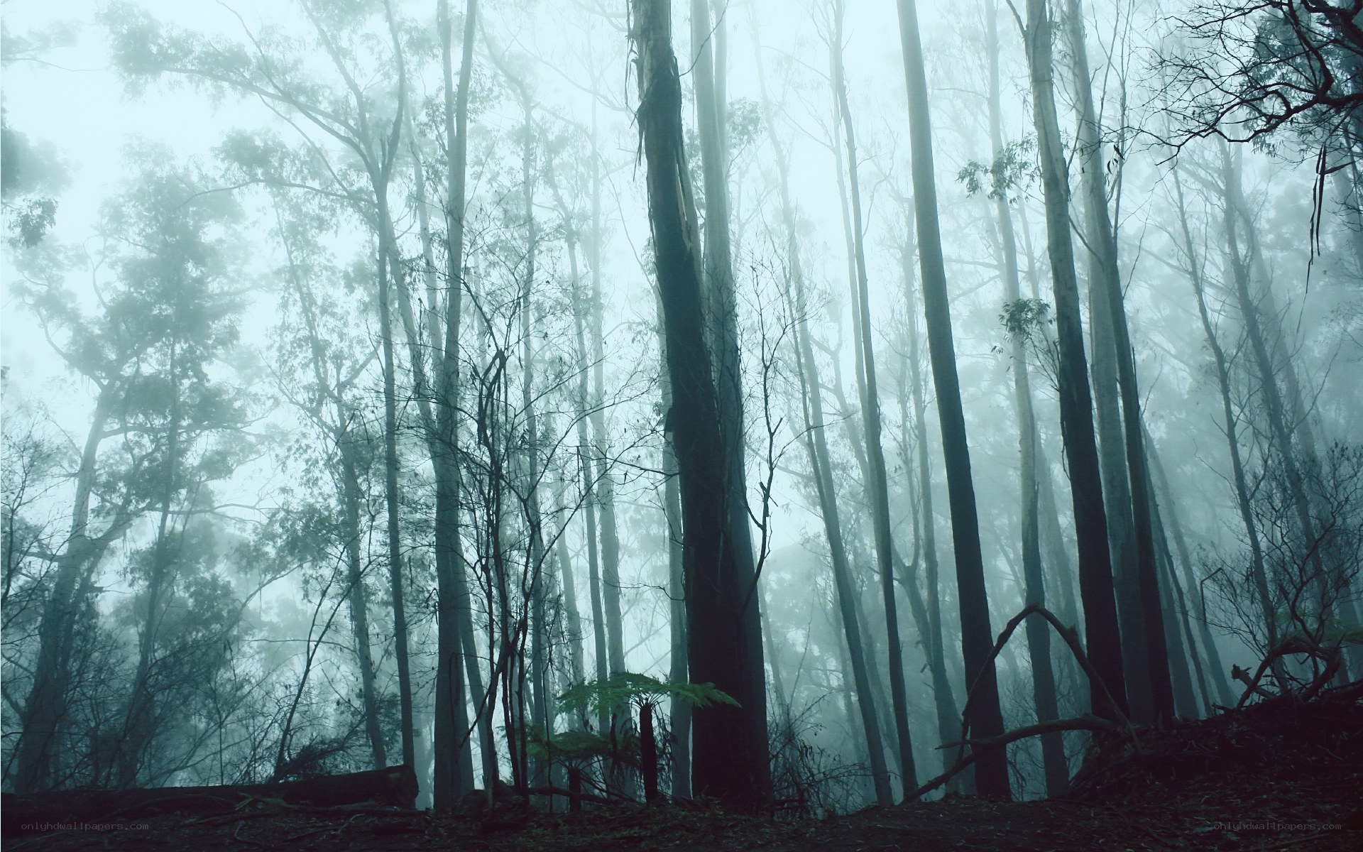 Misty forest at dawn