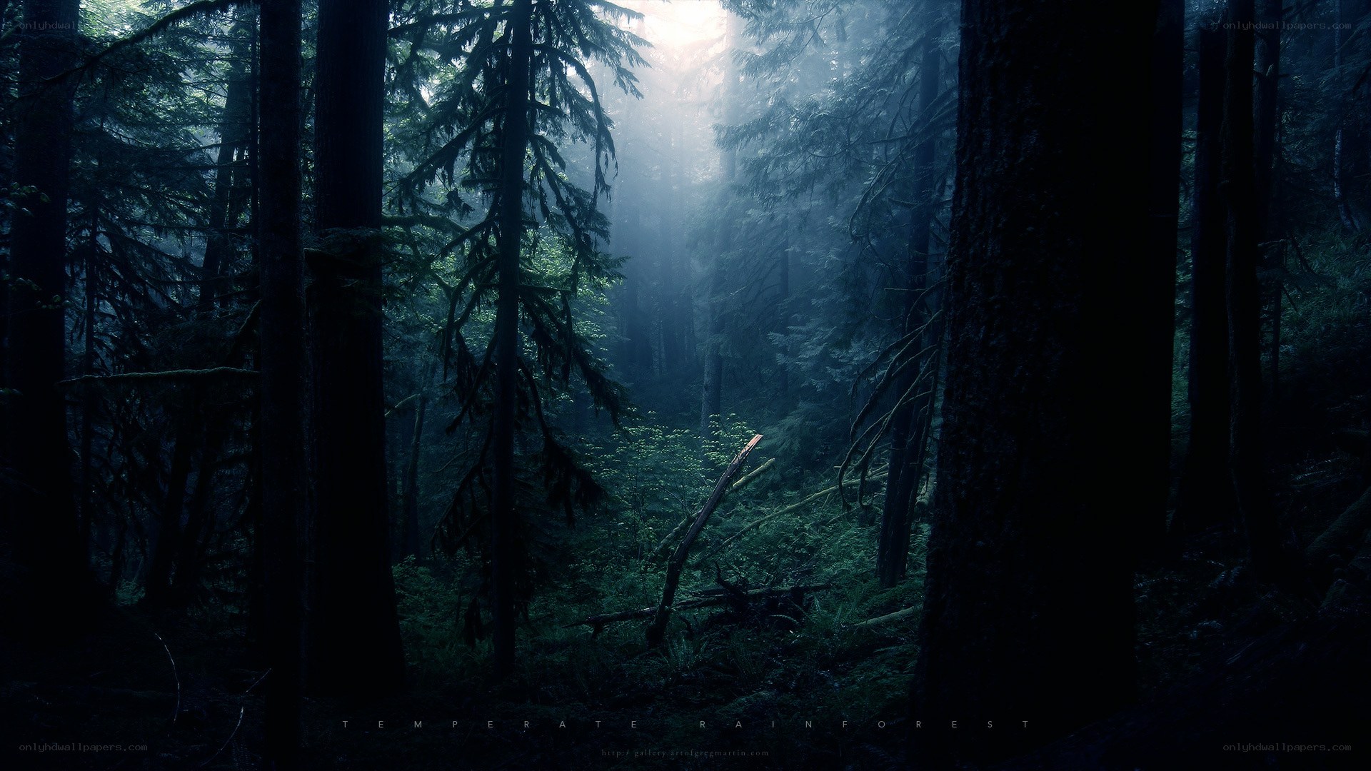 Misty forest at dawn
