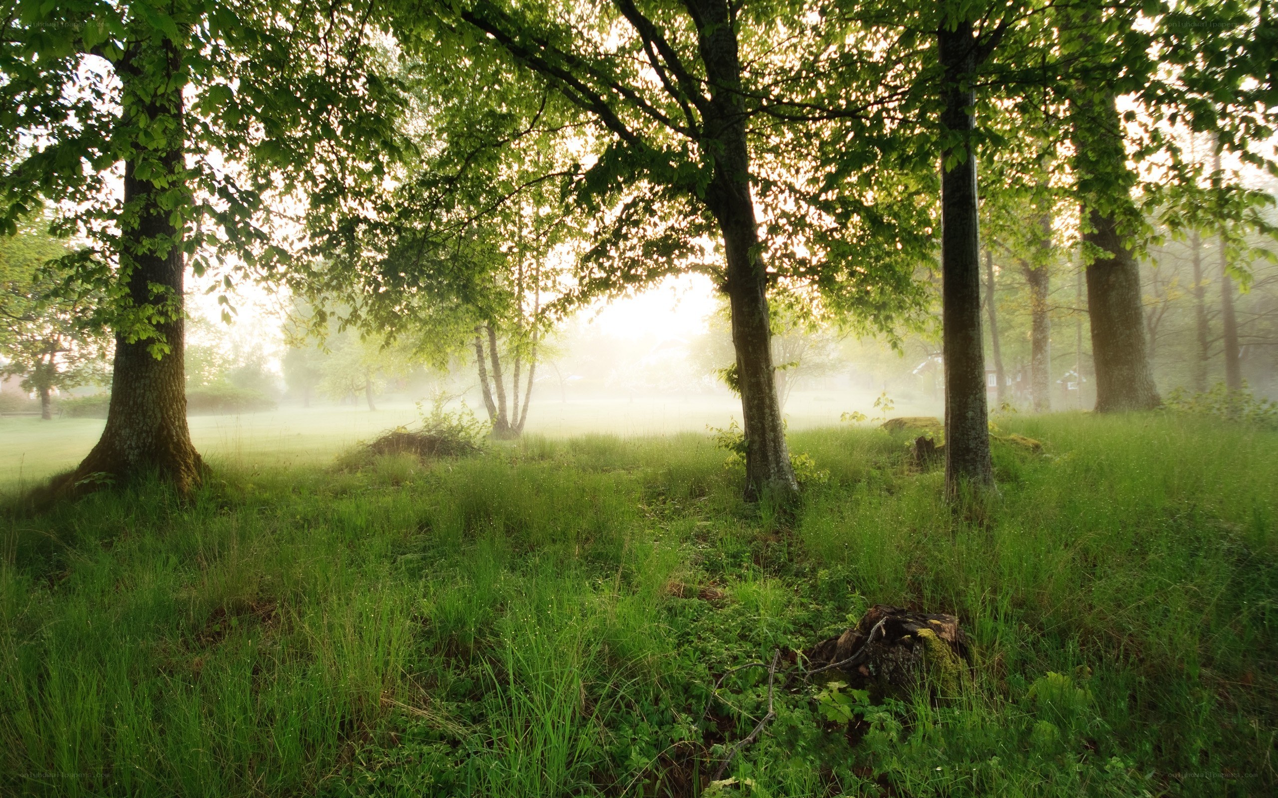 Misty forest at dawn