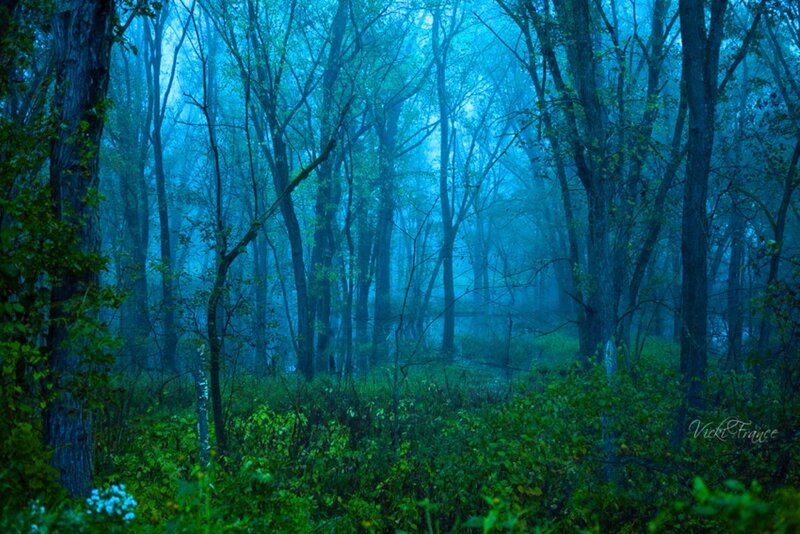 Misty Forest at Dawn — Blue, Mysterious