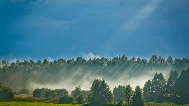 Misty Forest at Dawn — Blue