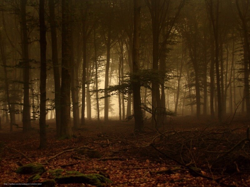 Misty Forest at Dawn — Brown, Mysterious, Morning