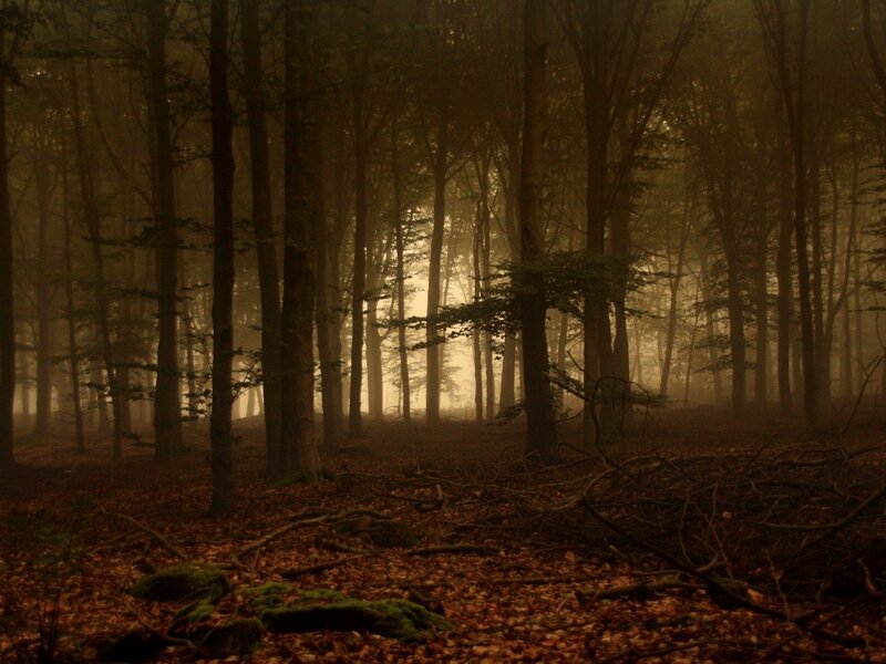 Misty Forest at Dawn — Brown, Mysterious
