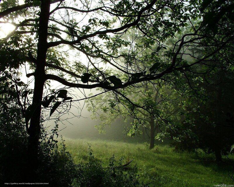 Misty Forest at Dawn — Green
