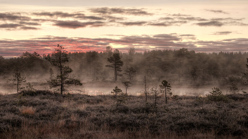 Misty Forest at Dawn — Pink