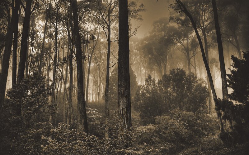 Misty Forest at Dawn — Sepia