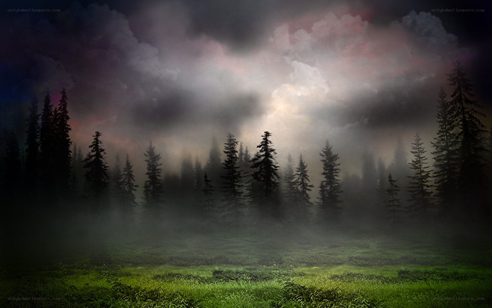 Misty forest at dusk