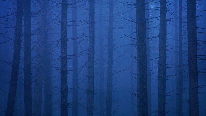 Misty forest at dusk