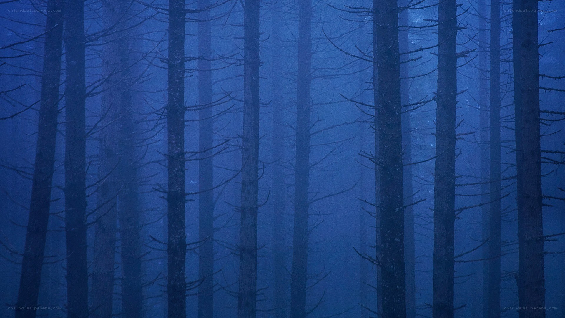 Misty forest at dusk
