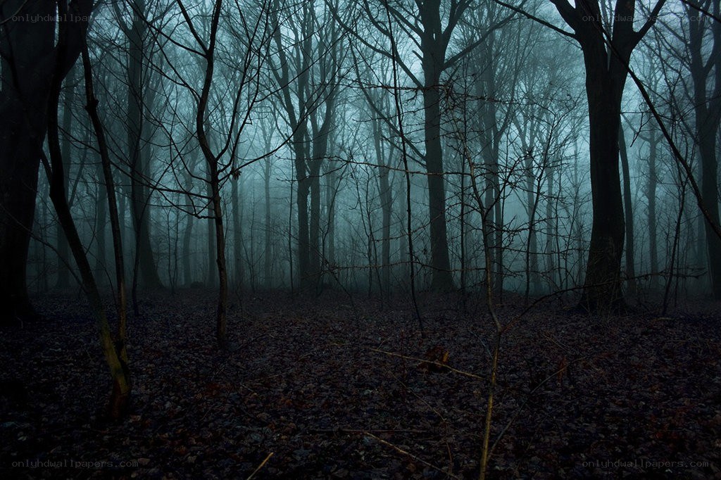 Misty forest at dusk