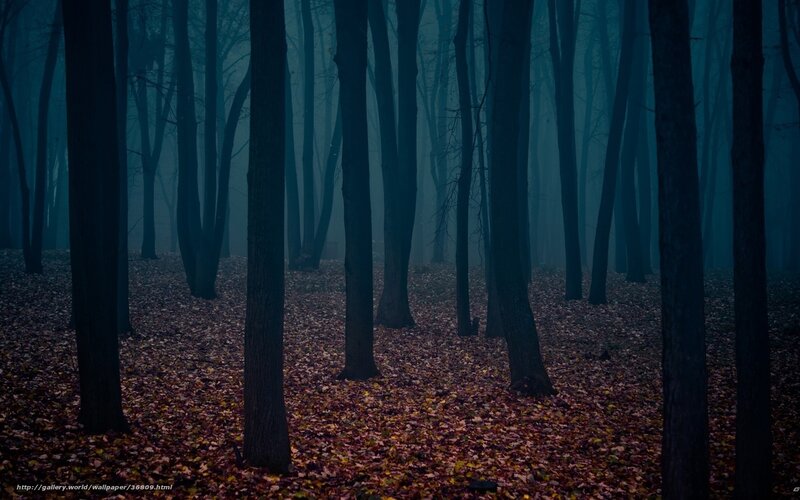 Misty forest at dusk